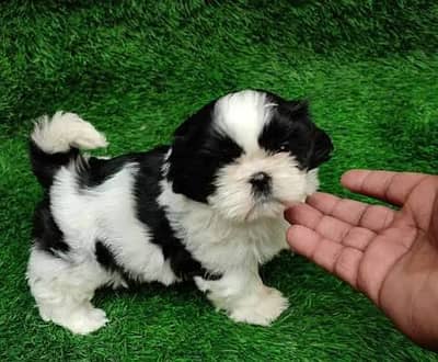 Shihtzu Female Puppy / Shihtzu Male Puppy/ Shihtzu Available in Lahor