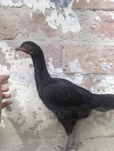 Black Aseel chicks