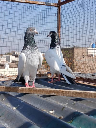 teedy & zakh + rampori