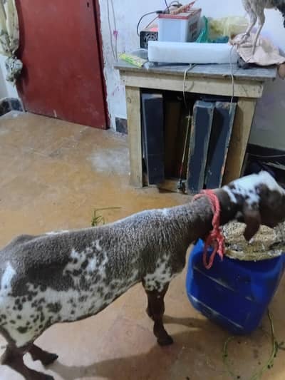 Sheep for Sale – Healthy Mundra (Cargo) Sheep| | Goat | Bakra