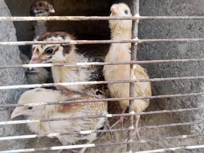 2 aseel 3 misr 03161328563