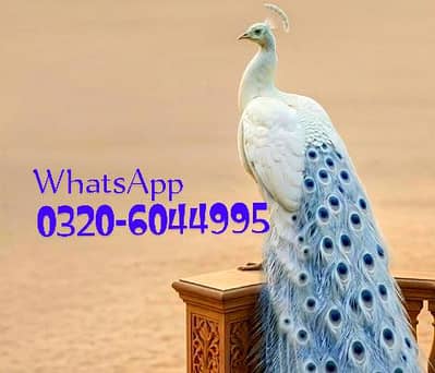 White Peacock For Sale Urgent