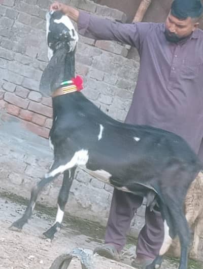 Beetal Gabn path sale