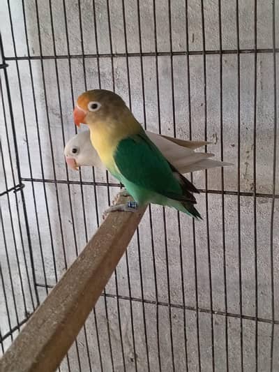 love birds breader pairs with chicks for sale