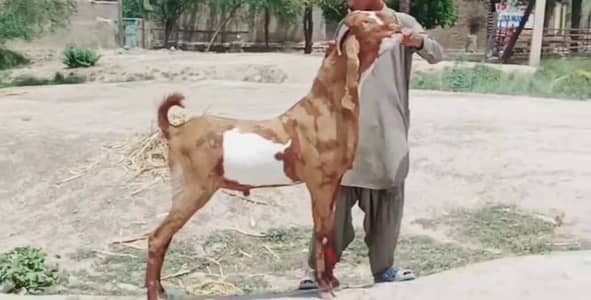 desi Bakra for sale 03327415379