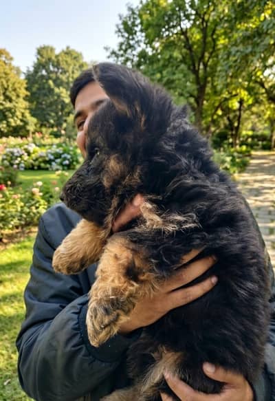 Top Quality Long Coat German Shepherd Puppies | Pedigree Bloodline