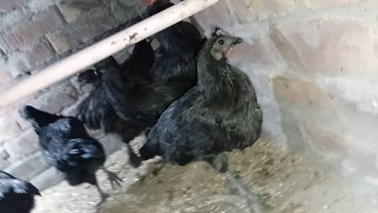 Pure Astrolop and Ayam Cemani , Heavy Buff Pair