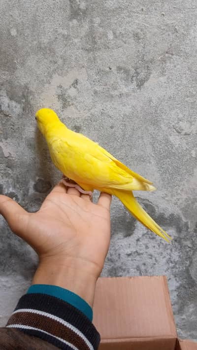 Yellow rignek Tame piece available one time feed