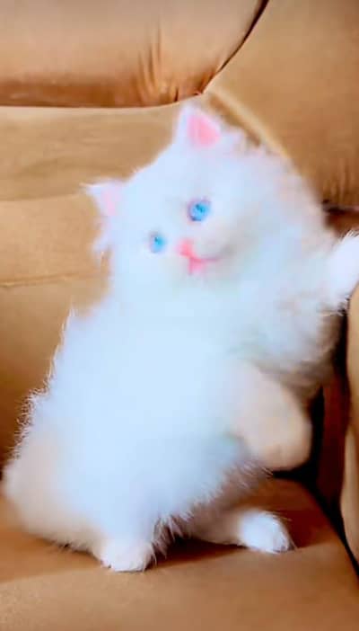 Persian Cats & Kittens 3 kot Healthy & Playfully O348 O16ƷO6Ʒ wa