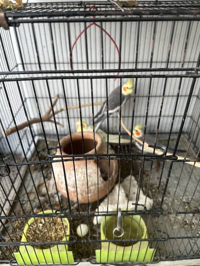 3 Cockatiel Parrots + 1 Green Parrot with Cage for Sale