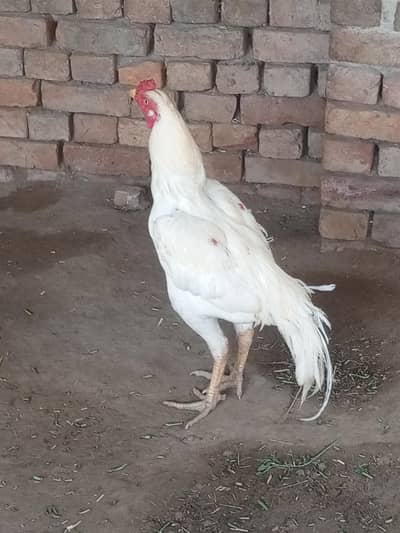 aseel murga for sale 6 month age Whatsapp number 03222352063