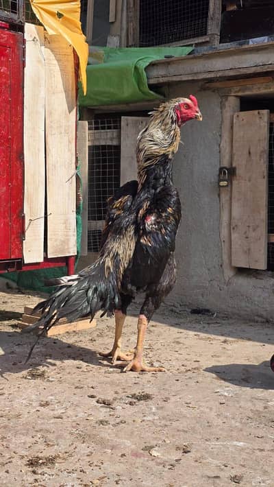20 days old shamo chick