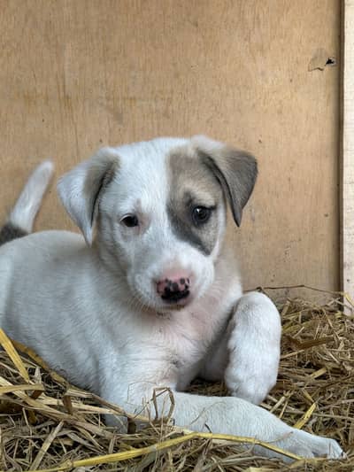Kohati Gultair Male Puppy - URGENT SALE
