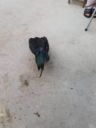 aseel lasani and best height java shamo