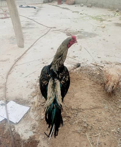 aseel lasani and best height java shamo