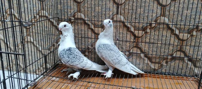 frnch modina breeder pair 03191079455 what's app