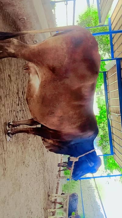 جرسی کراس گاؤ گبن تیار