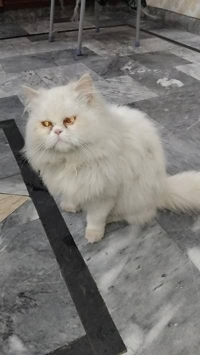 Pure Persian Cat Family – Mother with 5 Kittens