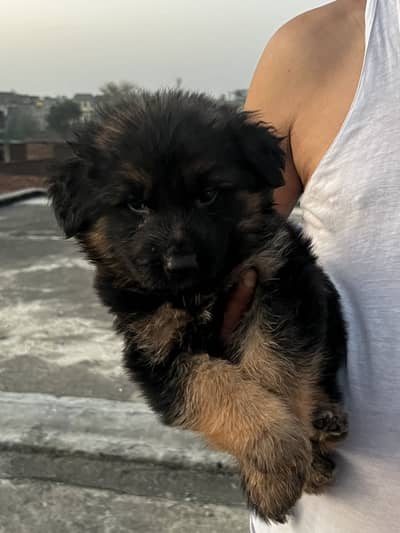 Pink Pedigree Male Puppy For Sale