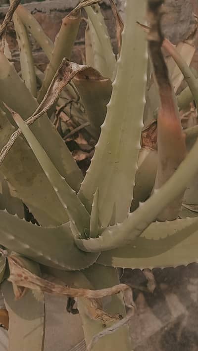alovera plants
