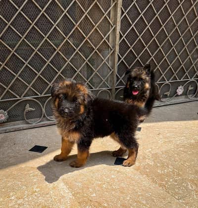 German shepherd puppy for sale 0347/1994335