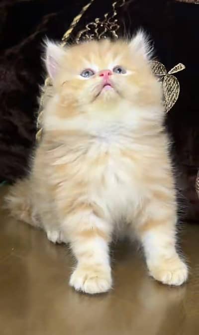 Persian Cats & Kittens 3 kot Healthy & Playfully O348 O16ƷO6Ʒ wa