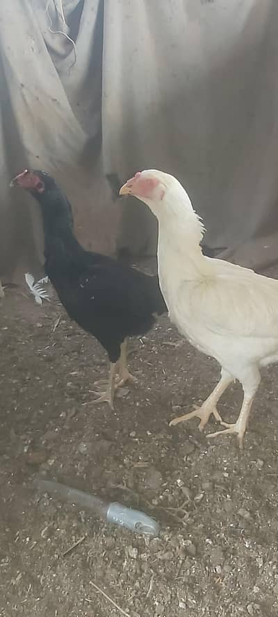 white and black shamo breeder females for sale