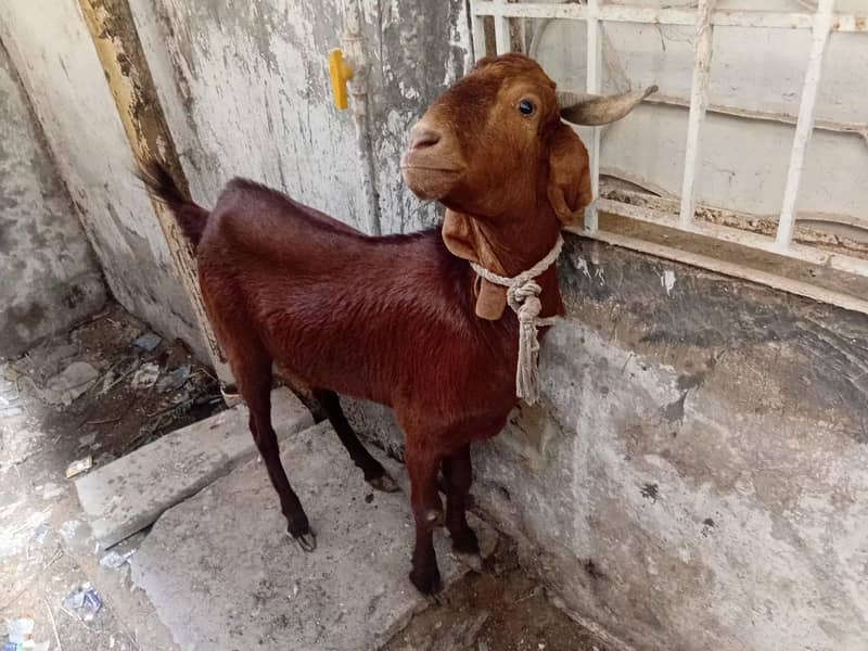 BAKRA 1
