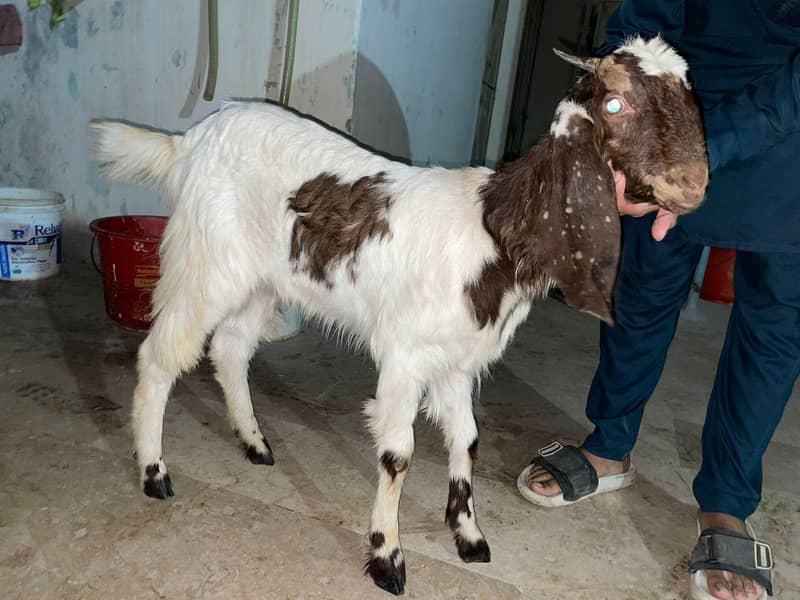 Active Bakri 2