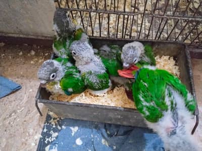 Pineapple and Green Cheek Conure Chicks