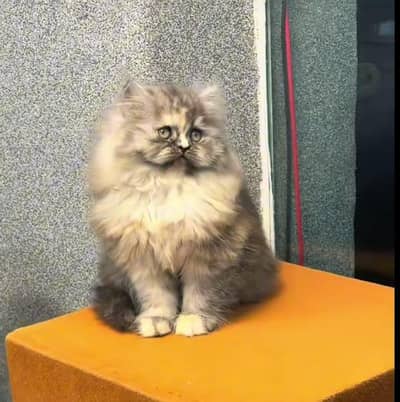 Persian Cats & Kittens 3 kot Healthy & Playfully O348 O16ƷO6Ʒ wa