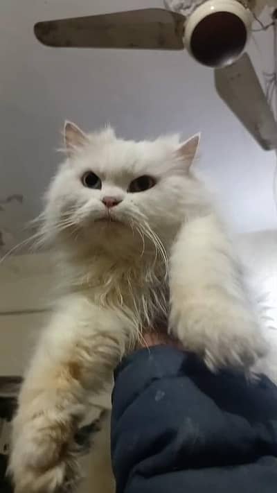 Persian cat for sale | long hair cat | fluffy cat