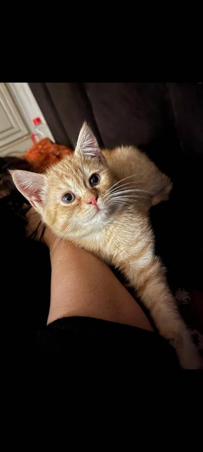 pure perisan male cat carmel color with shot hairs