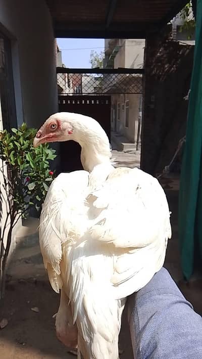 NOK nali white eyes wide