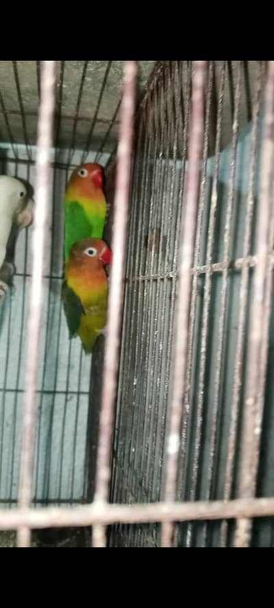 love birds breeder pairs with eggs