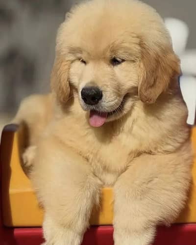 Golden retriever puppies 03101565438