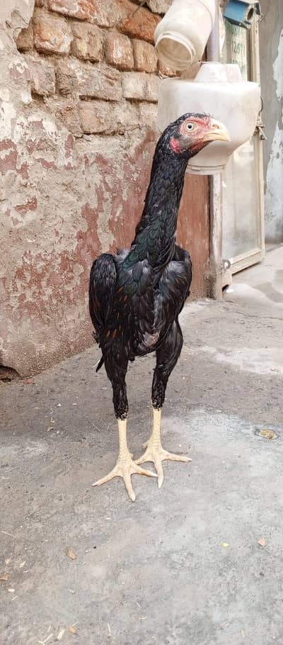 Aseel pure miawali breed