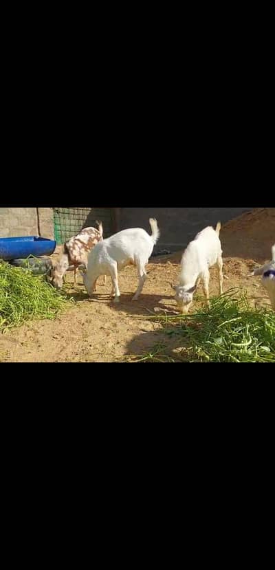 zero size 3 Teddi bakray for sale best for Qurbani 2026