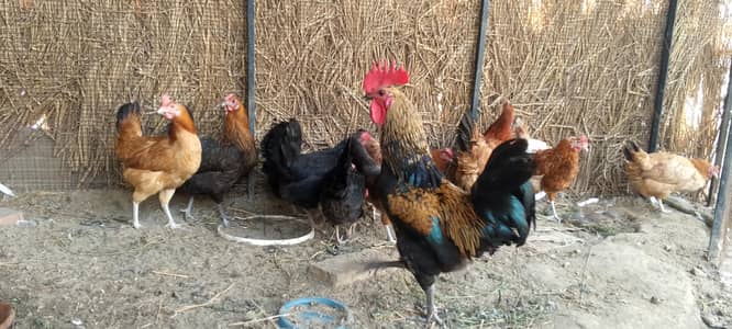 گھر کی پلی ہوئی دیسی مرغی ہے فیڈ کے بغیر اس کو فیڈ نہیں دی گئی