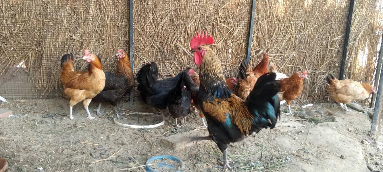 گھر کی پلی ہوئی دیسی مرغی ہے فیڈ کے بغیر اس کو فیڈ نہیں دی گئی 0