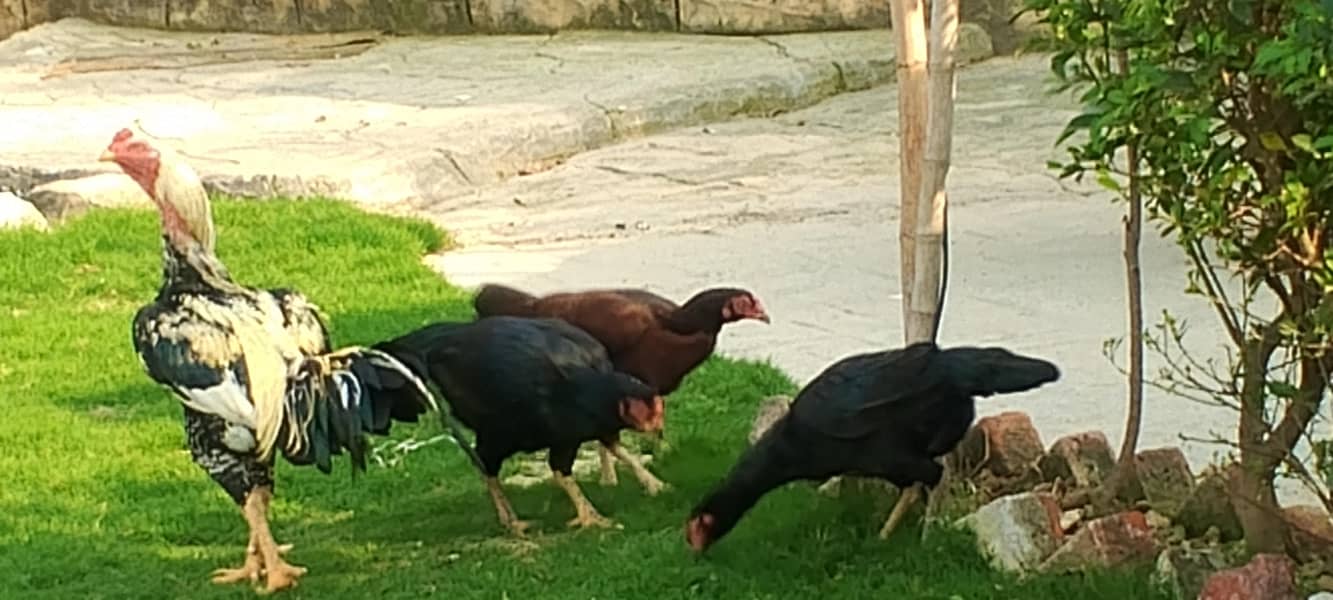 گھر کی پلی ہوئی دیسی مرغی ہے فیڈ کے بغیر اس کو فیڈ نہیں دی گئی 1