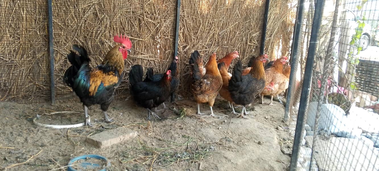 گھر کی پلی ہوئی دیسی مرغی ہے فیڈ کے بغیر اس کو فیڈ نہیں دی گئی 2