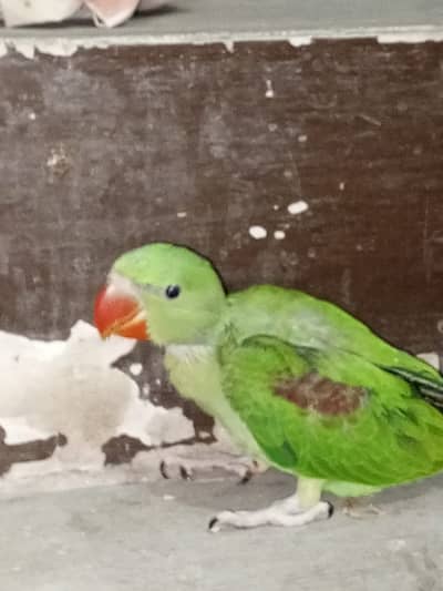 Pahari parrot for sale in reasonable price