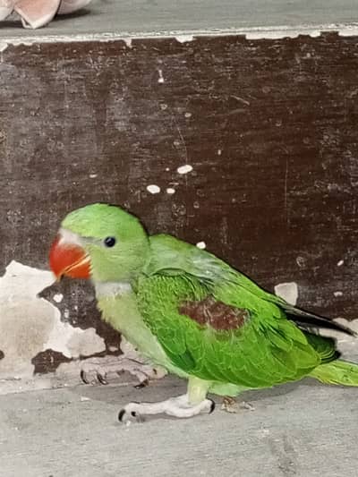 Pahari parrot for sale in reasonable price