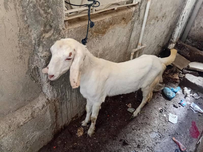 BAKRA 1