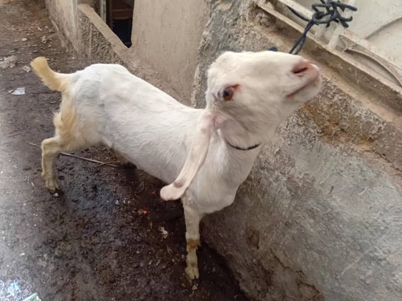 BAKRA 2