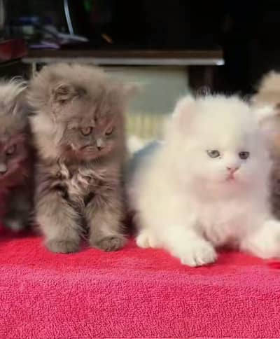 Persian Cats & Kittens 3 kot Healthy & Playfully O348 O16ƷO6Ʒ waʘ⁠‿⁠ʘ