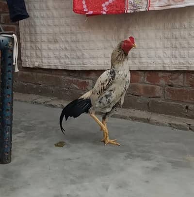 Aseel Murga 03704057847