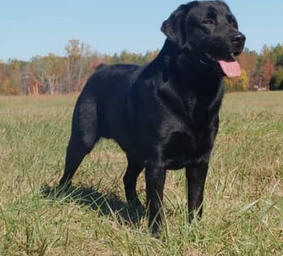 Black labrador Dog male available for mating pupp on stud deal also