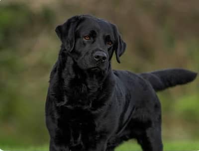 Black labrador Dog Male available for mating pupp on Stud deal also